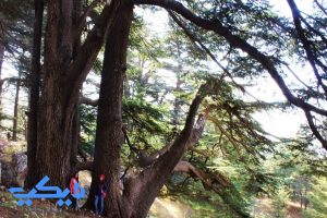 أشجار الأرز , لبنان