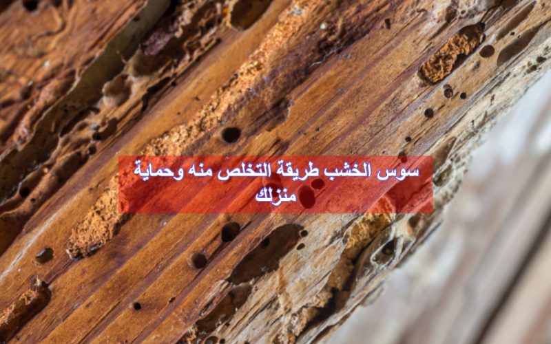 سوس الخشب طريقة التخلص منه وحماية منزلك | ويكي مصر
