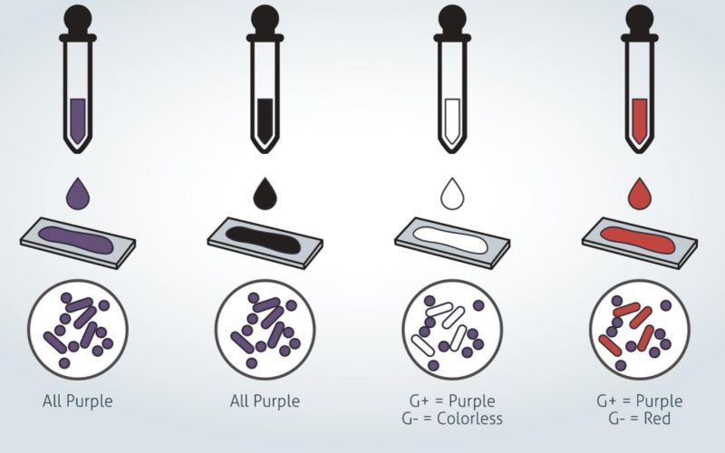 الفرق بين بكتيريا  ايجابي الغرام Gram-positive Bacteria وسلبي الغرام