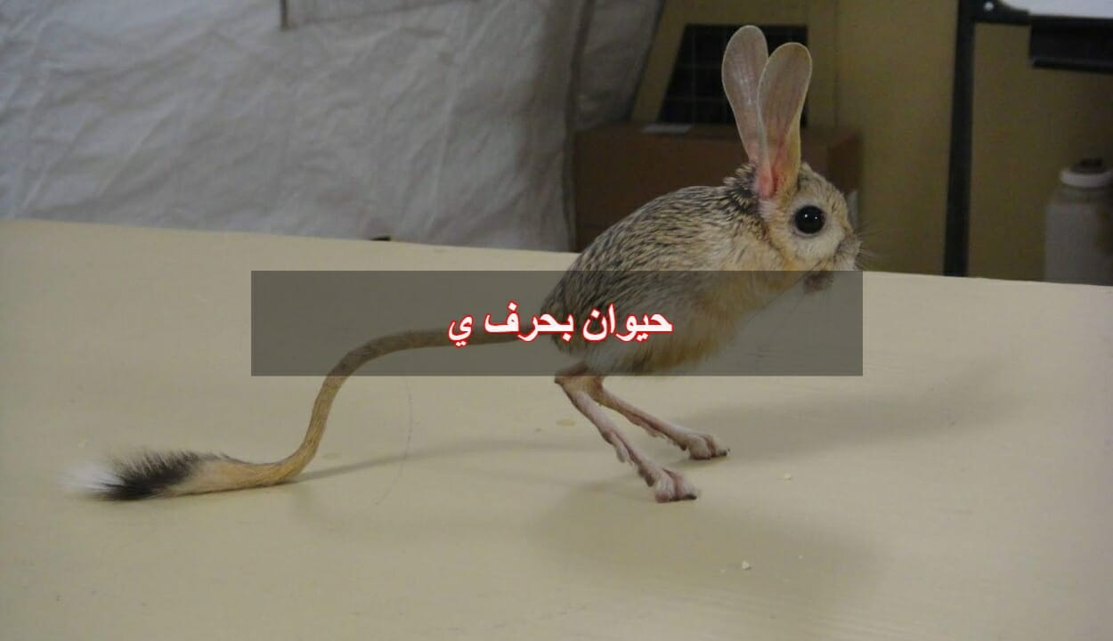 حيوان بحرف ي | ننشر العديد من الحيوانات التي تبدأ بحرف الياء | ويكي مصر