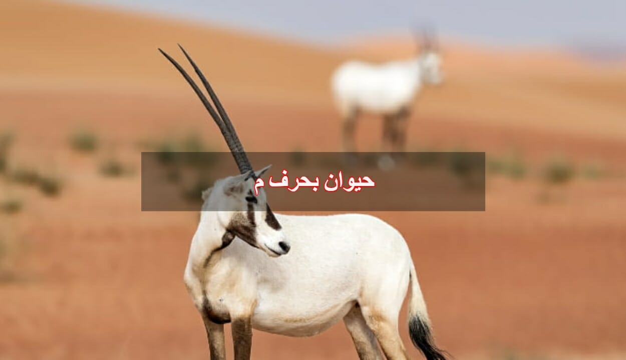 حيوان بحرف م