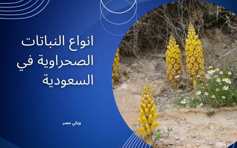 انواع النباتات الصحراوية في السعودية