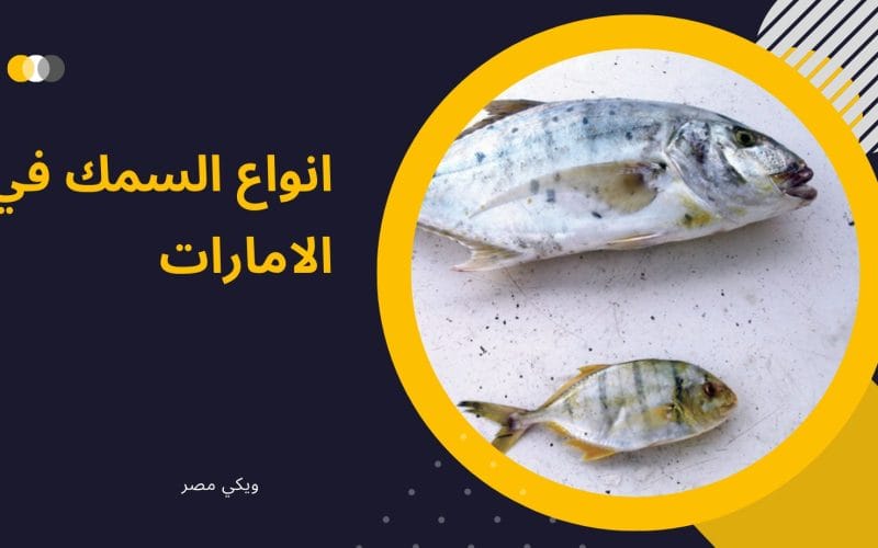 انواع السمك المختلف في الامارات