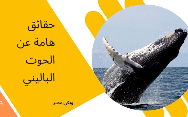 حقائق هامة عن الحوت الباليني النادر