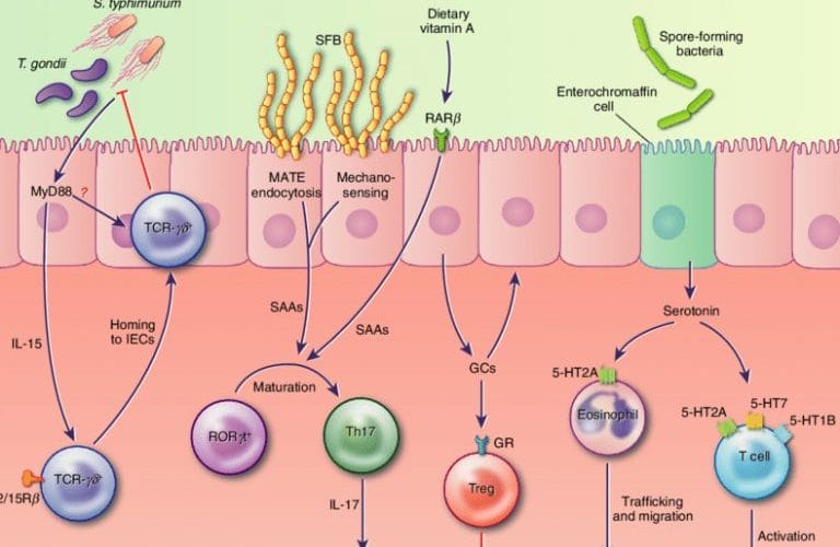 معنى epithelial cells في تحليل البول