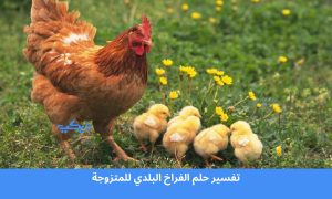 تفسير حلم الفراخ البلدي للمتزوجة