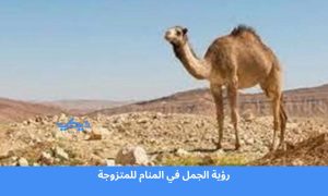 رؤية الجمل في المنام للمتزوجة