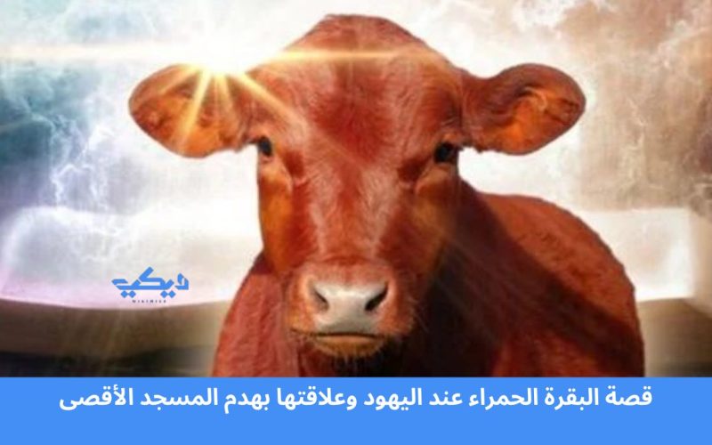 قصة البقرة الحمراء عند اليهود وعلاقتها بهدم المسجد الأقصى