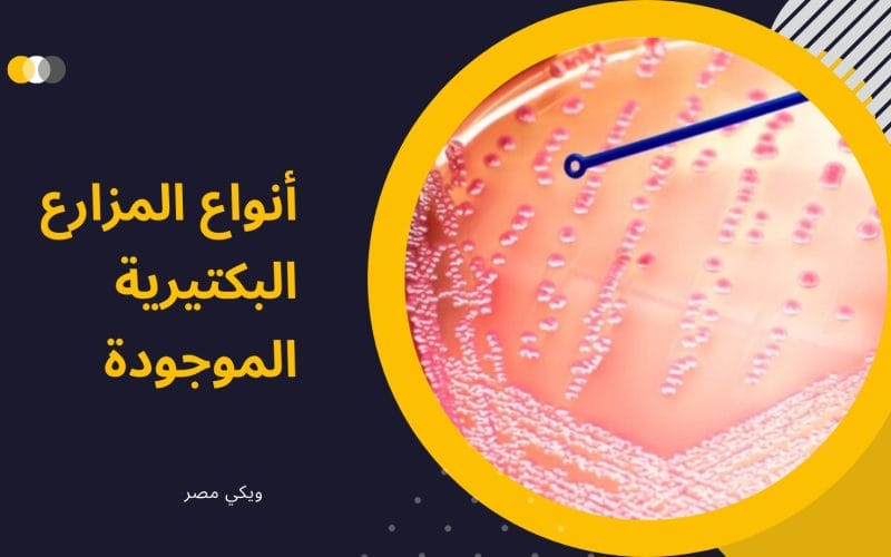 أنواع المزارع البكتيرية الموجودة