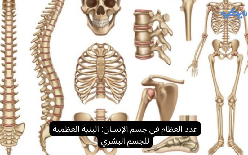 عدد العظام في جسم الإنسان: البنية العظمية للجسم البشري